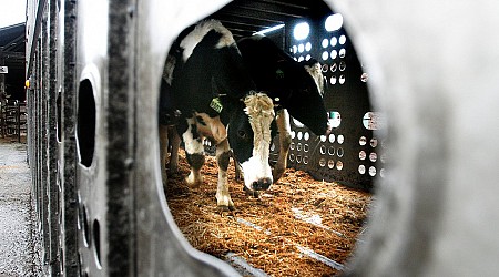 Cows Are Being Tested and Tracked for Bird Flu. Here’s Why