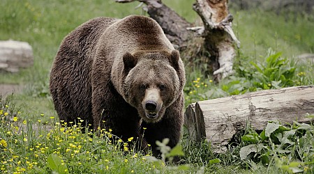 Grizzly bears to be restored to Washington's North Cascades, where "direct killing by humans" largely wiped out population