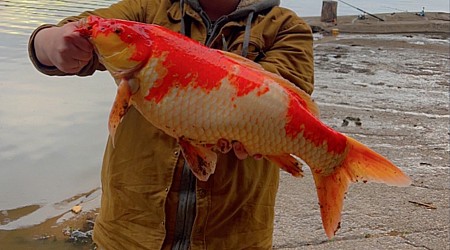 Reel surprise: Woman catches 30-pound koi fish in Texas lake