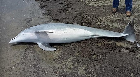 $20,000 Reward Offered After Dolphin Found Shot Dead in Louisiana