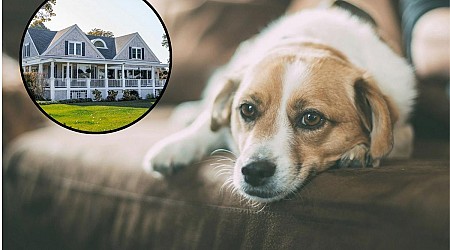 Central Minnesota Homes Needed to Dogs Looking for Love