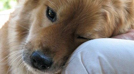 Lyme disease in dogs: What dog owners should know