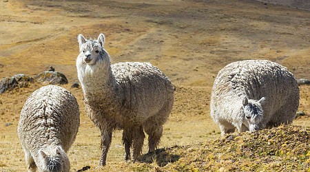 Alpacas are the only mammals known to directly inseminate the uterus