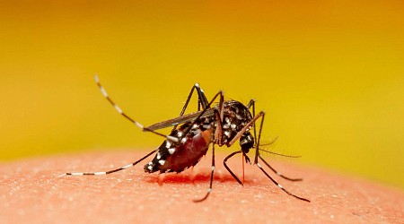 Record inquiétant de cas de dengue en France : tout ce qu’il faut savoir