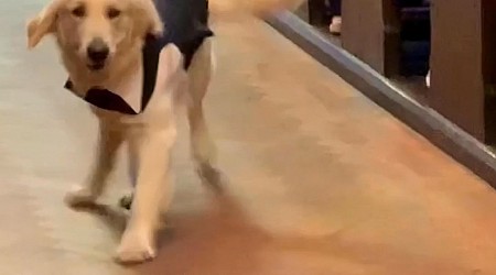 WATCH: This golden retriever made adorable entrance as ring bearer at his owner's wedding