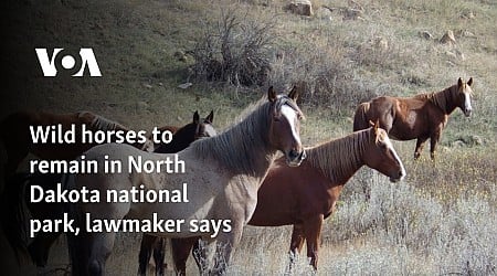 Wild horses to remain in North Dakota national park, lawmaker says