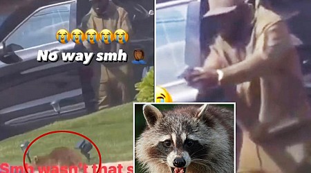 Run fur your life! Licensed gun owner fires at raccoon that chased after him in NYC: video