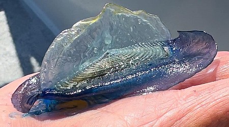Weird Blue 'Jellies' Wash Ashore; Blue Whales Return To SoCal Coast