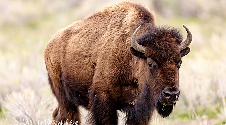 Man accused of kicking bison at Yellowstone is arrested on alcohol charge