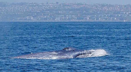 Season’s first blue whale does ‘greyhounding lunges’ off California coast