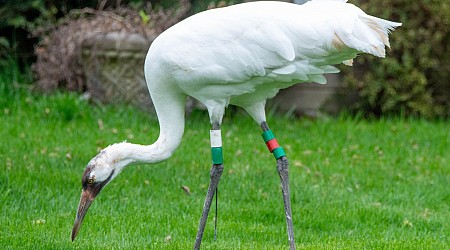 Endangered crane rescued by birders in Wilmette yard