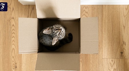 Katze klettert in Paket – und wird versehentlich mitversendet