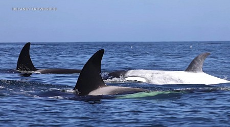 Rare white killer whale calf named 'Frosty' spotted among pod off OC coast