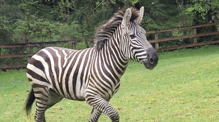 Rodeo bullfighter helps wrangle 3 escaped zebras in Washington state as 1 remains on the loose