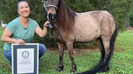South Carolina horse breaks world record for longest tail on a miniature horse