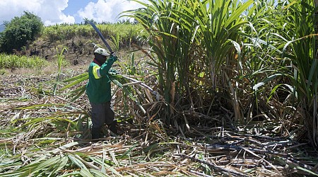 En Guadeloupe, un nouveau coup de pouce à la filière de la canne à sucre