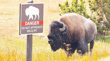 Man under influence of alcohol injured after kicking bison in the leg at Yellowstone