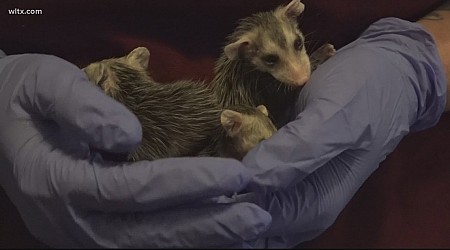 Wildlife rescuers react to video of teens killing opossum