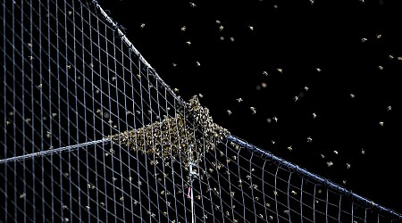 Dodgers, Diamondbacks game delayed by bee swarm at Chase Field
