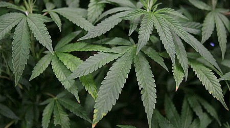 Justice Dept plans to reschedule marijuana as a lower-risk drug