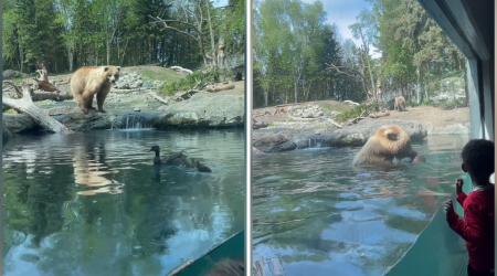 Bear Eats Duck Family in Front of Kids in Zoo Video: 'Train Wreck'