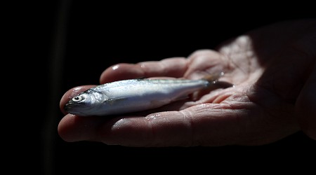 Oregon Man Accused of Killing Nearly 18,000 Salmon With Bleach