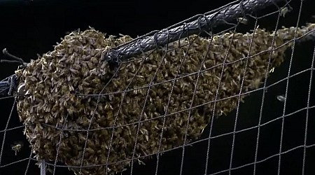 Pest control ace clears Dodgers-Diamondbacks bee swarm, throws first pitch