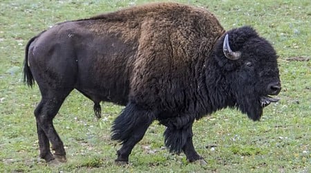 Man arrested after allegedly kicking bison, getting injured in Yellowstone