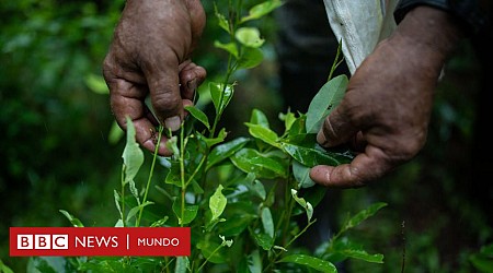 Por qué hay sobreoferta de coca en América Latina (y las repercusiones de esto en la región y el mundo)