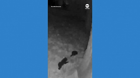 WATCH: Little bears spotted in California’s Big Bear Valley