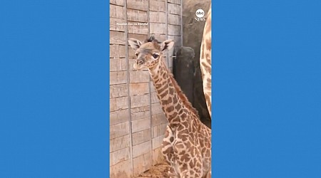 WATCH: Birth of baby giraffe surprises Houston Zoo