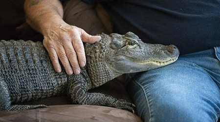 Wally Gator: Emotional support alligator is missing