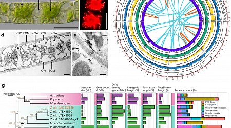 International team cracks genomic code for earliest forms of terrestrial plant life