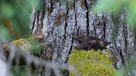 Artificial intelligence enhances monitoring of threatened marbled murrelet