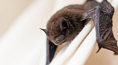 Rabies-infected bat found in Michigan, prompting resident warnings of the fatal virus