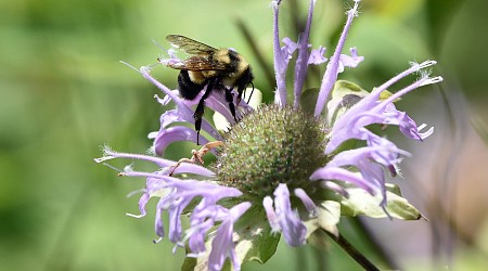 Rusty-patched bumblebee's struggle for survival found in its genes