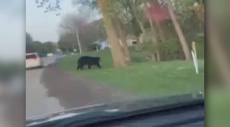 NEW VIDEO: Bear spotted roaming Jefferson County