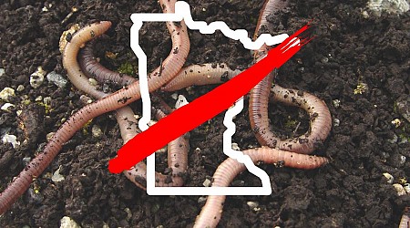 Discover the Minnesota DNR's 13 Newest High-Risk Invasive Species