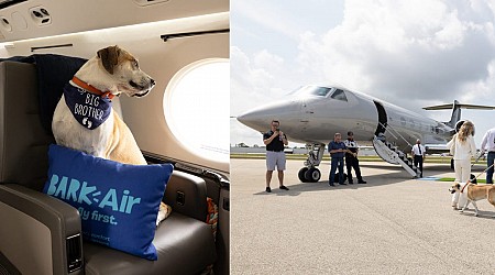 BarkBox is launching an ultra-luxury private jet air carrier for people and their pets — see what it's like on a $6,000 Bark Air flight with 'dog Champagne' and a private chef