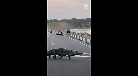 WATCH: Unhurried alligator moseys across state park road