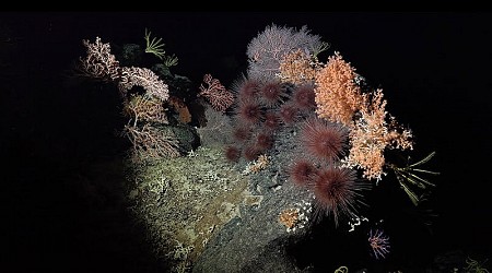 The Marvelous Seamounts of the Southeast Pacific