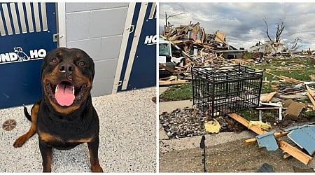 Tornado spazza via la sua casa e lo fa volare per quattro isolati: il cane Zeus ritrovato miracolosamente vivo. “Per quello che ha passato, è stato davvero fortunato”