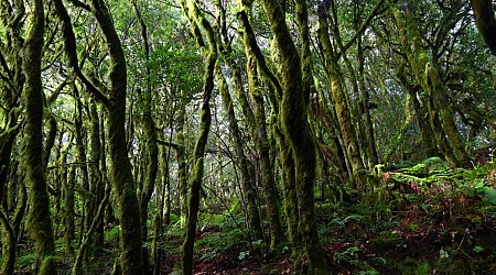 Este parque natural parece la selva de Costa Rica pero está en España