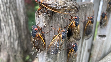 Cicada Double Invasion to 'Utterly Cover' Parts of the US, Ecologist Says