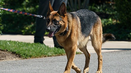 Trump VP Hopeful Kristi Noem Suggests Biden’s Dog Should Be Shot Like Hers