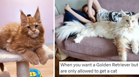 Awwdorable Maine Coon Cats And Kittens Who Are The Gentle Giants Of The Cat World That Everyone Wants To Cuddle