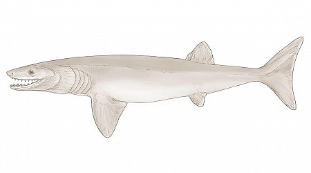 A New Shark-Like Creature Was Discovered In Arkansas