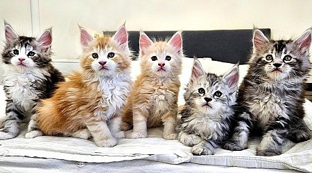 Fluffy And Frazzled Giant Maine Coon Kittens Escape Confinement And Cause Complete Chaos (Video)
