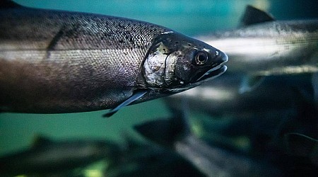 Canada makes assessment of tire chemical tied to salmon deaths a priority