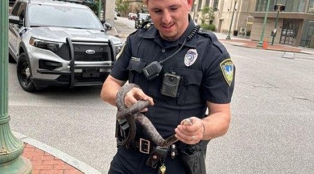 'Grumpy' snake rescued from rush hour traffic in West Virginia